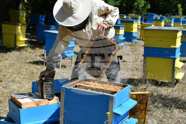 Завет - пчелин