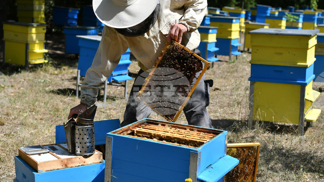 Bulgaria with 4th Highest Number of Beehives on Farms among EU Member States in 2023