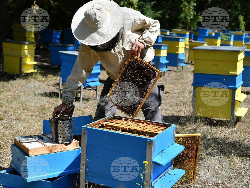 Завет - пчелин