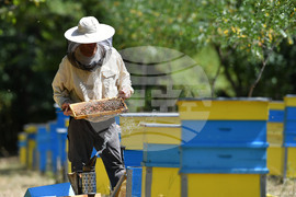 Завет - пчелин