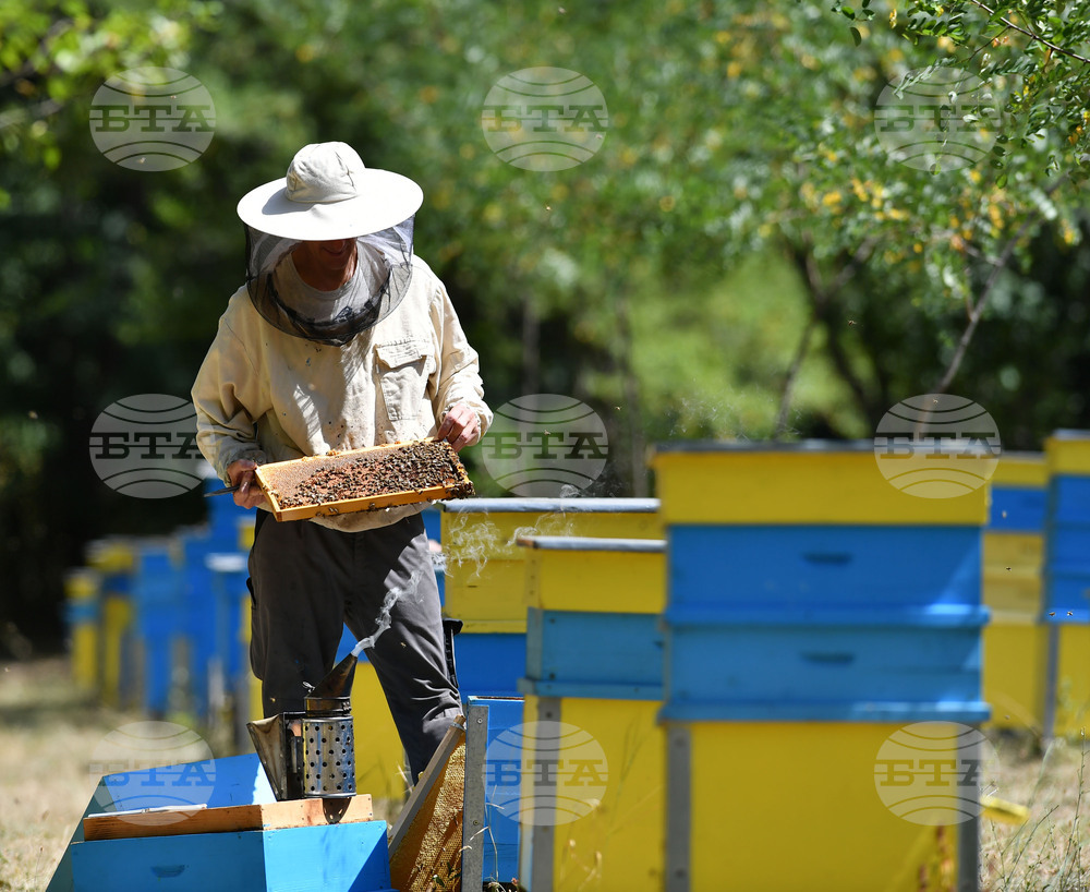 Завет - пчелин