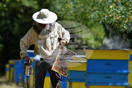 Завет - пчелин