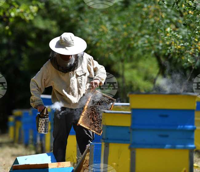 Завет - пчелин