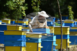 Завет - пчелин