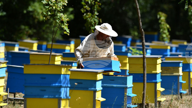 От 6 до 20 март ще бъде отворен прием на заявления за подпомагане по интервенциите в сектор „Пчеларство“