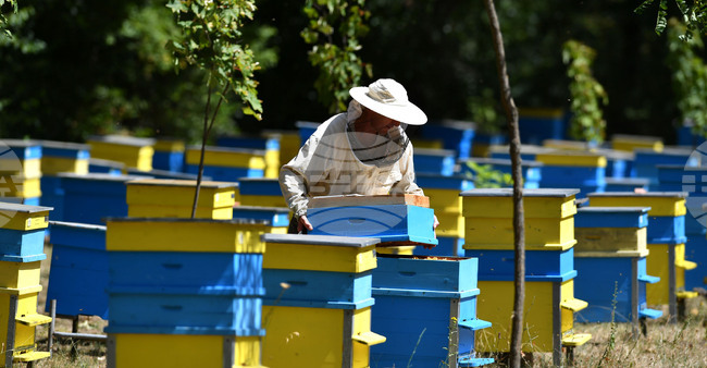 Прием на заявления за плащане по интервенциите в сектор "Пчеларство" започва днес и ще продължи до края на август