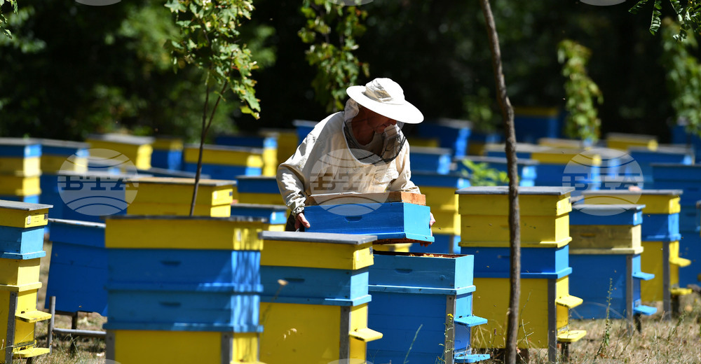 Завет - пчелин