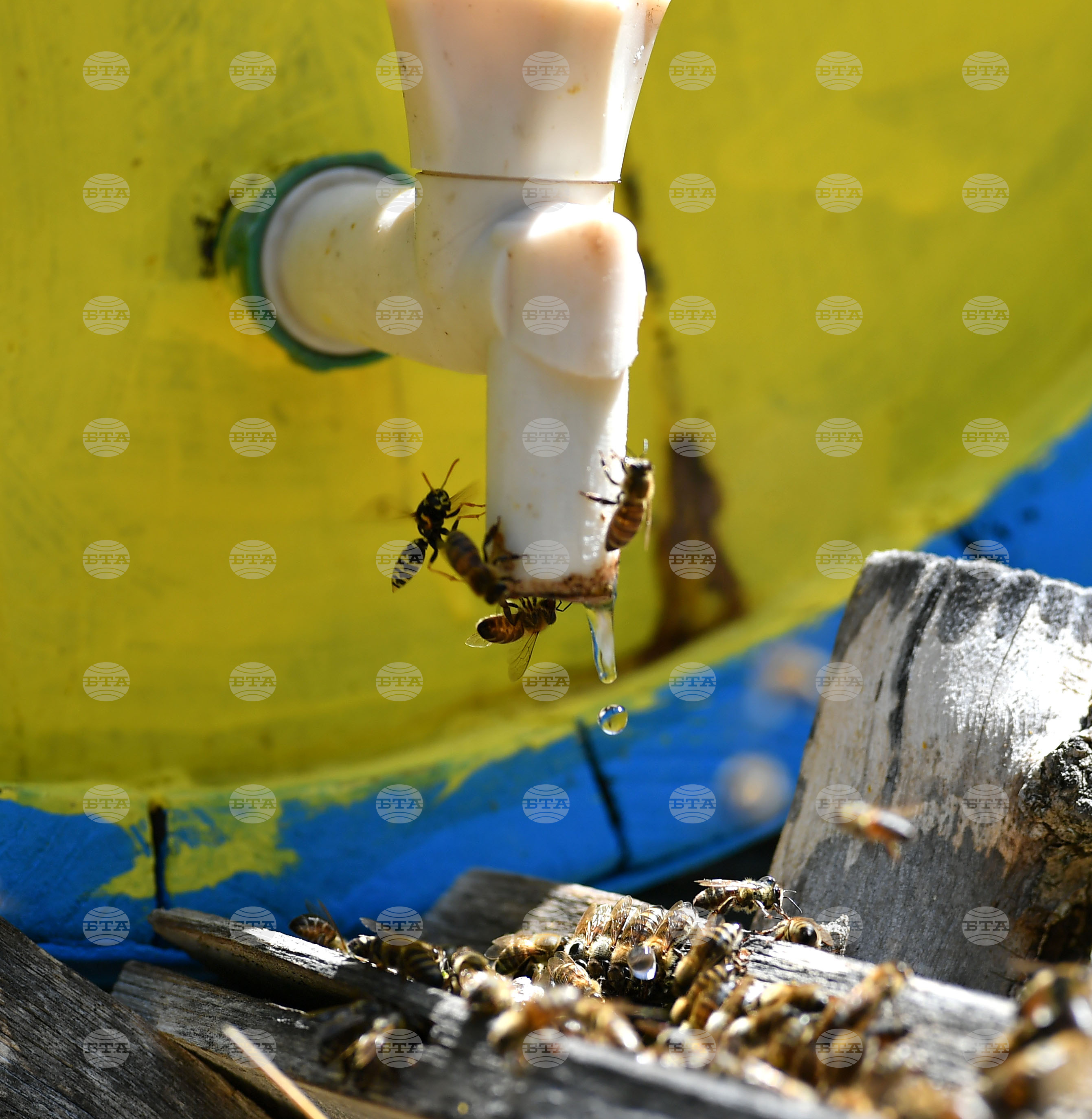 Завет - пчелин