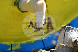 Завет - пчелин