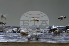 Завет - пчелин