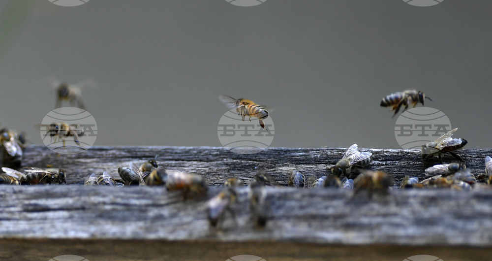 Завет - пчелин