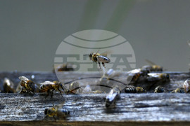 Завет - пчелин