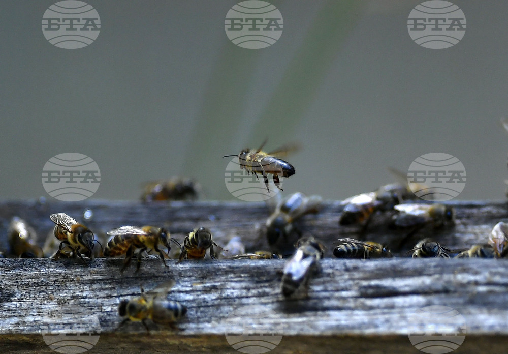 Завет - пчелин