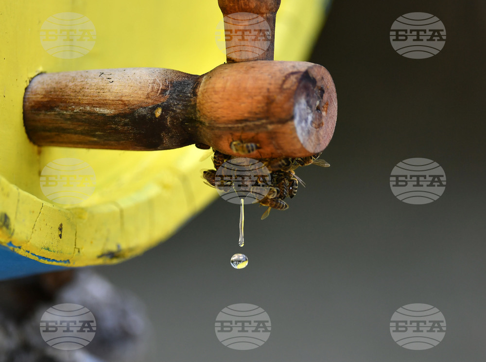 Завет - пчелин