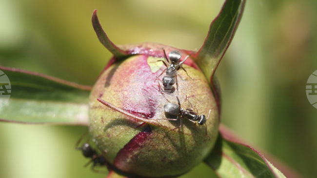 Личинките на мравки контролират грижата за потомството чрез миризма, установиха учени