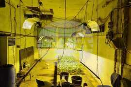 Шумен - ОД на МВР - разкрита наркооранжерия