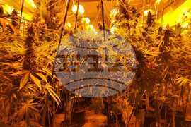 Шумен - ОД на МВР - разкрита наркооранжерия