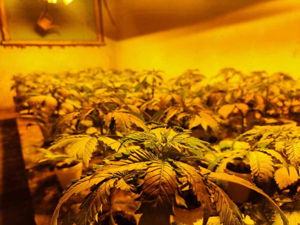 Шумен - ОД на МВР - разкрита наркооранжерия