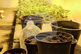 Шумен - ОД на МВР - разкрита наркооранжерия