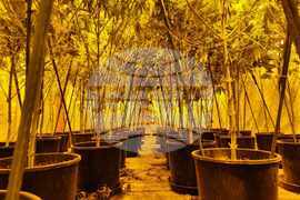 Шумен - ОД на МВР - разкрита наркооранжерия