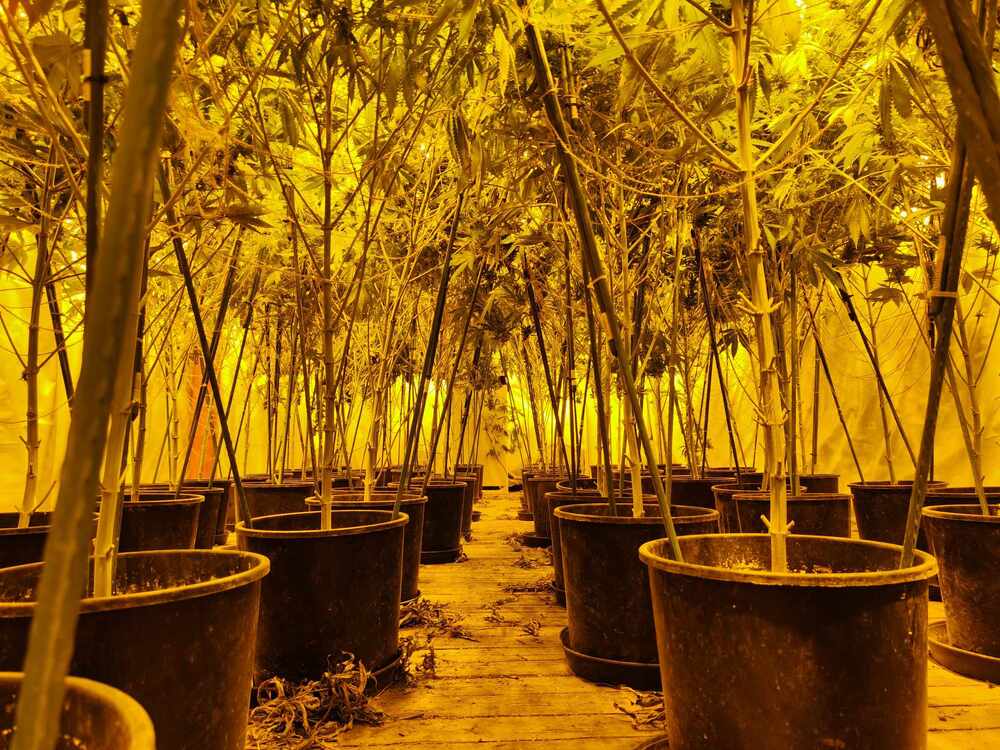 Шумен - ОД на МВР - разкрита наркооранжерия