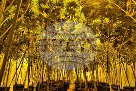 Шумен - ОД на МВР - разкрита наркооранжерия