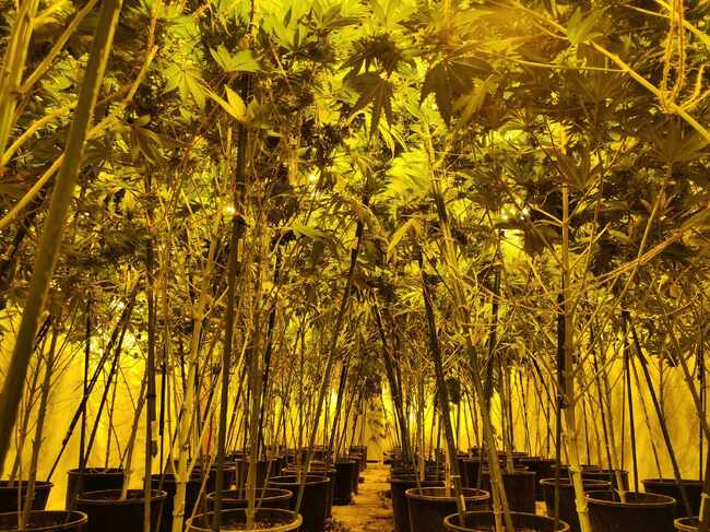 Шумен - ОД на МВР - разкрита наркооранжерия