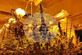 Шумен - ОД на МВР - разкрита наркооранжерия