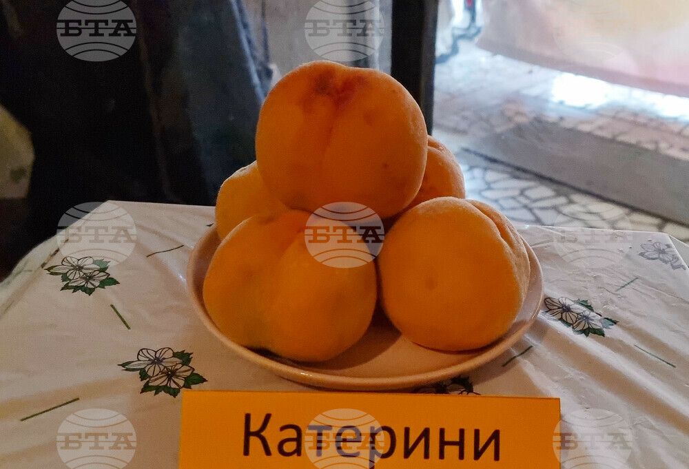 Село Гавраилово - „Златна праскова" - празник