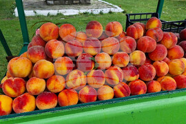 Село Гавраилово - „Златна праскова" - празник