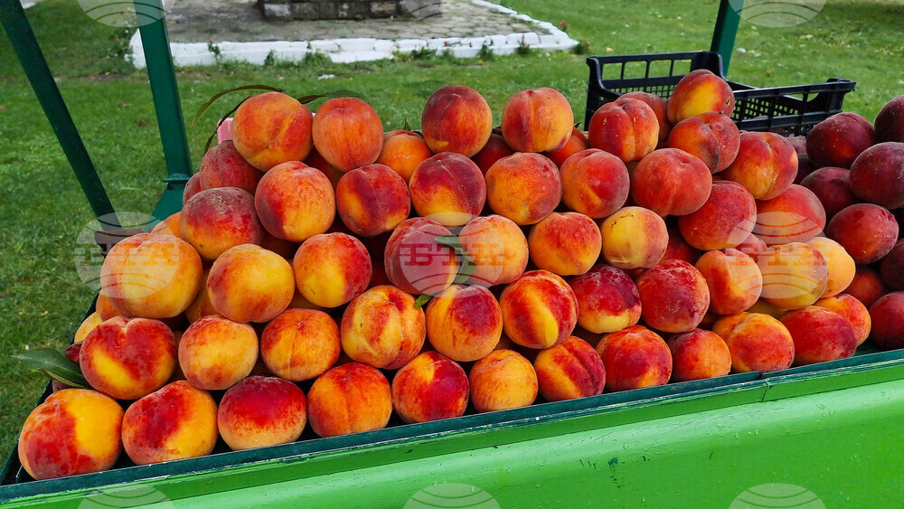 Хърватия и Босна и Херцеговина спряха доставки на праскови от Албания заради опасни вещества