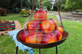 Село Гавраилово - „Златна праскова" - празник