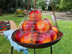 Село Гавраилово - „Златна праскова" - празник