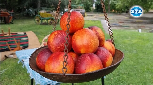 Без помощ от държавата следващата реколта отново е пред провал, алармират овощари от Сливенско