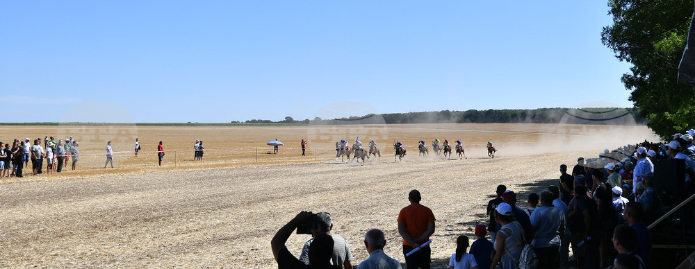 Завет - конни надбягвания