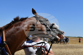 Завет - конни надбягвания