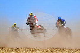 Завет - конни надбягвания