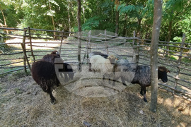 Котел - Фестивал на етносите, багрите и котленския килим - седмо издание