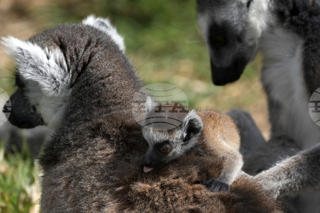 Клетки на лемур могат да помогнат за лечение на мускулни заболявания при хората