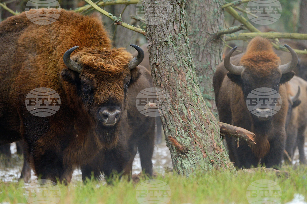 Arrival of 3 European Bison from Poland Marks New Step in Rewilding Rhodope Mountains