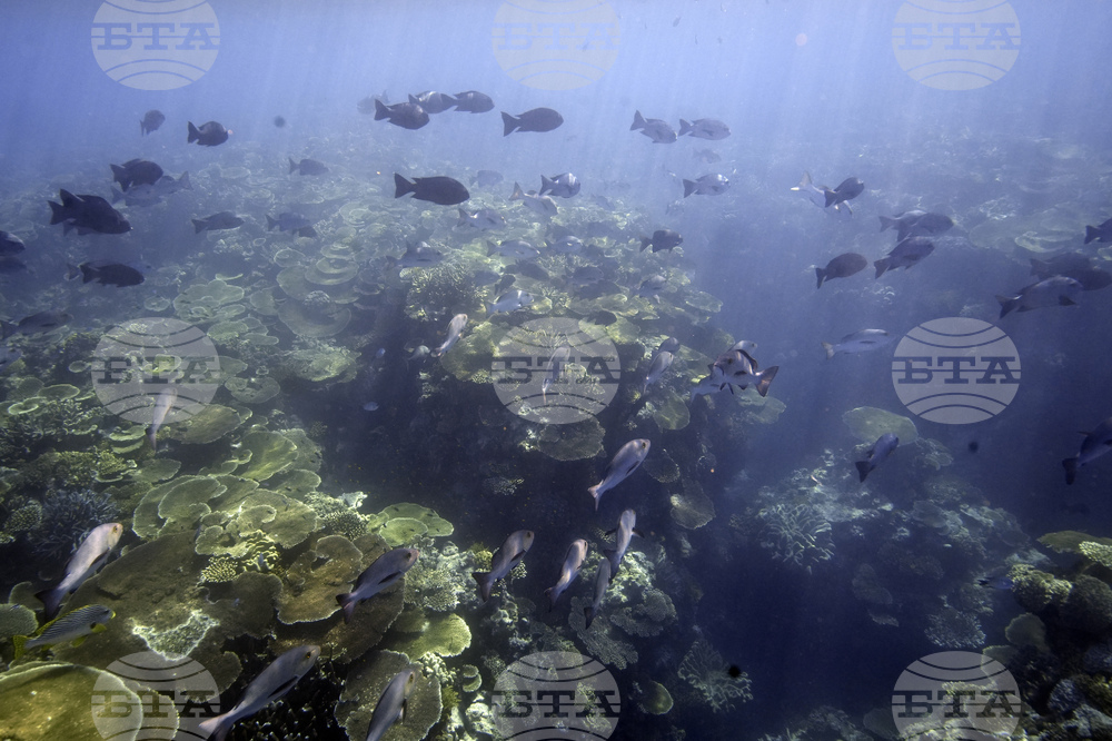 Биоразнообразието във водите край австралийски острови нараства, показва ново проучване