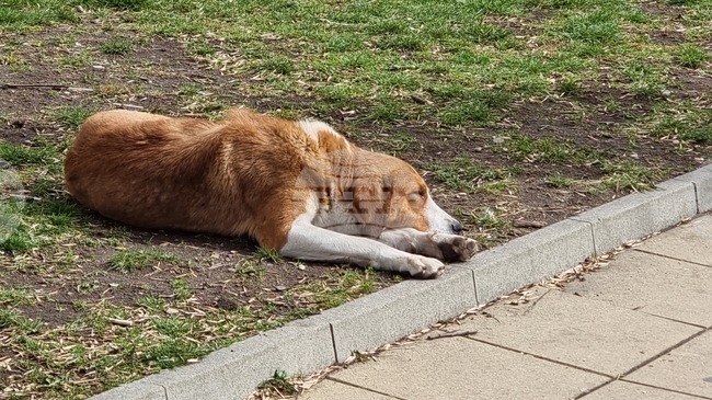 Общо 75 процента от бездомните животни в Турция са събрани от населените места и са настанени в подходяща среда, каза турският вътрешен министър