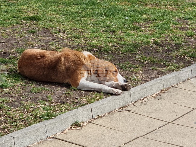 Кампания за безплатна кастрация на безстопанствени животни започна в община Гоце Делчев