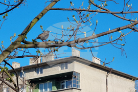 Търговище  - пойна птица - кос