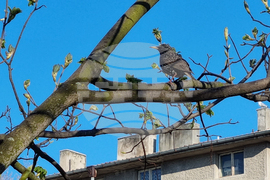 Търговище  - пойна птица - кос