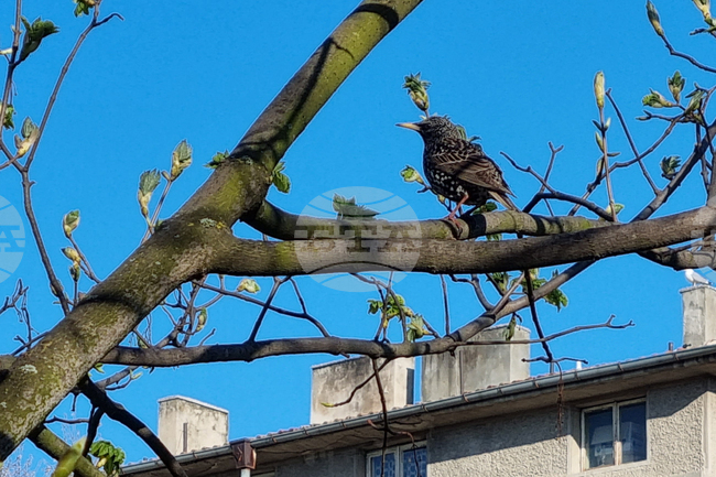Търговище - пойна птица - кос