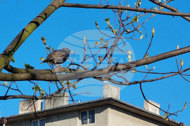 Търговище  - пойна птица - кос