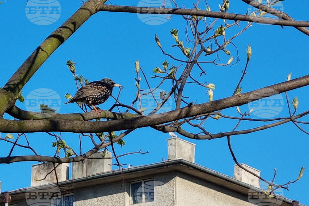 Търговище  - пойна птица - кос