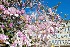 Варна - Магнолии