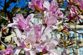 Варна - Магнолии